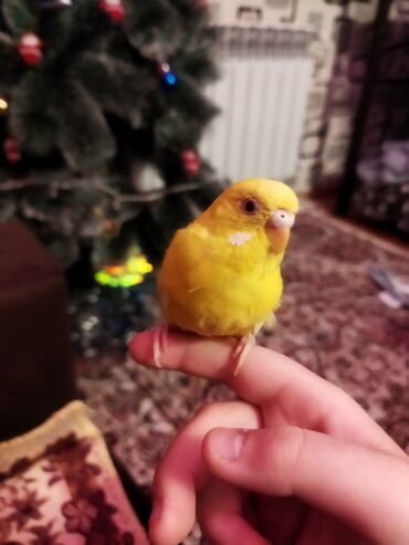 Tutuquşları: Məhəbbət quşları satilir cüt əl quslari bala verməyə meili təcili — 7