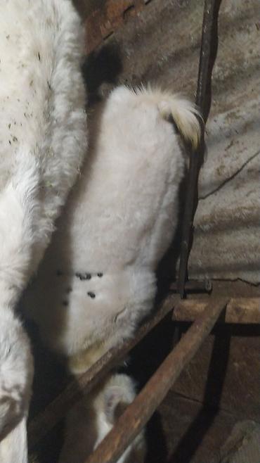 Козы, козлы: Продаю | Коза (самка) | Зааненская | Для разведения — 8