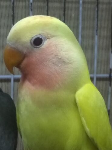 Tutuquşları: Tutuquşu popuqay fişer nerazlucnik 1-3 aylıq balalar — 1