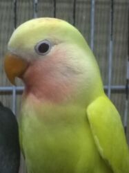 Tutuquşu popuqay nerazlucnik . Bir ayından üç ayınadək balalar