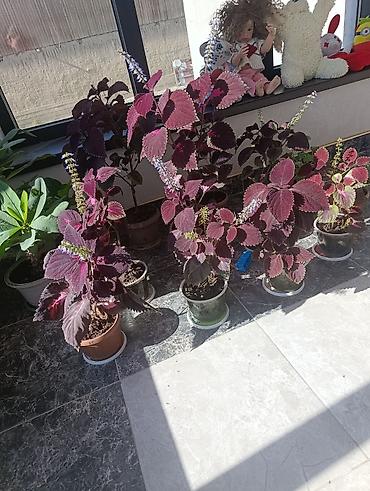 комтер: Колеус декоративно-лиственный (Plectranthus scutellarioides) в — 1