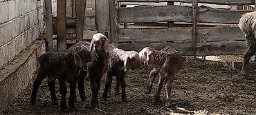 Баран, овца: Продаю | Баран (самец) | Арашан | Для разведения | Племенные — 21