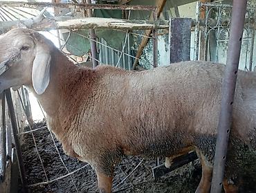 бельгийский бык: Продаю | Овца (самка) | На забой — 7