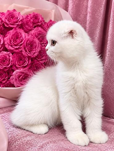Продажа кошек: Скотиш Фолд (Шотландская вислоухая), 2 месяца, Девочка, Белый, Приучена к лотку — 9