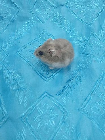 Cırtdan hamsterlər və tam dəst qəfəs Məhsul təsviri: - Növ: cırtdan at lalafo.az — 5 Cırtdan hamsterlər və tam dəst qəfəs Məhsul təsviri: - Növ: cırtdan — 5