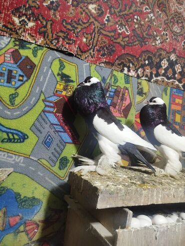 Göyərçinlər: Salam.diqqətlə oxu sonra yaz.hübkariler biri 20 və 30 azn.şişmanlar — 9