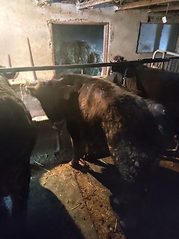 Коровы, быки: Продаю | Бык (самец) | На откорм | Привязанные — 7