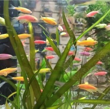 Akvariumlar: Akvarium baliglarinin satiwi 🦈 Danio baligi olcu 2 sm+,reng