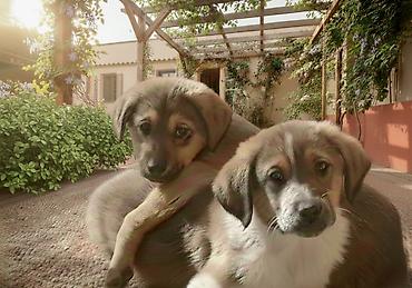 İtlər: 2 ay, Erkek — 1