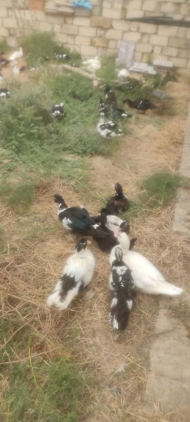 bala pisik adlari: Muscovy (indoutka) ördəkləri – müxtəlif rənglərdə sürü - Cins — 1