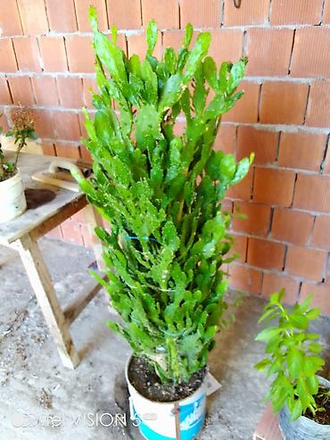 otaq bitkiləri: Bitki: Epiphyllum/Orxideya kaktusu (meşə kaktusu). Boyusu 50 AZN — 2