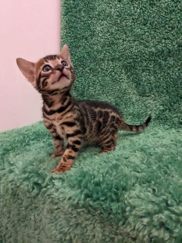 Продажа кошек: Всем Привет .!!!. В питомнике Бен Гла Мур. долгожданные новые детки — 3