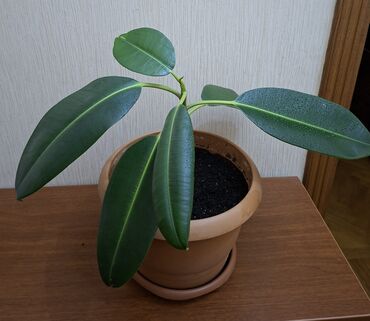 комнатные растения: Фикус каучуконосный или эластика Робуста (Ficus elastica Robusta)
