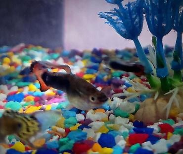 Рыбы: Продаются 2 аквариума с рыбками гуппи 🐠 В комплекте: ^ два ухоженных — 7
