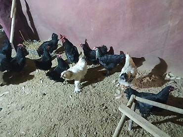 Куры, петухи: Продаю | Куры | Домашняя | Несушки at lalafo.kg — 15 Куры, петухи: Продаю | Куры | Домашняя | Несушки — 15