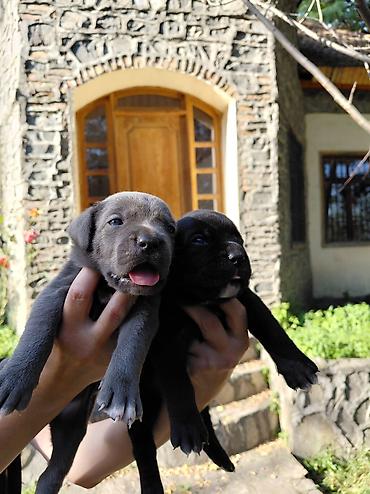cane corso qiyməti: Kane-Korso, Pulsuz çatdırılma — 4