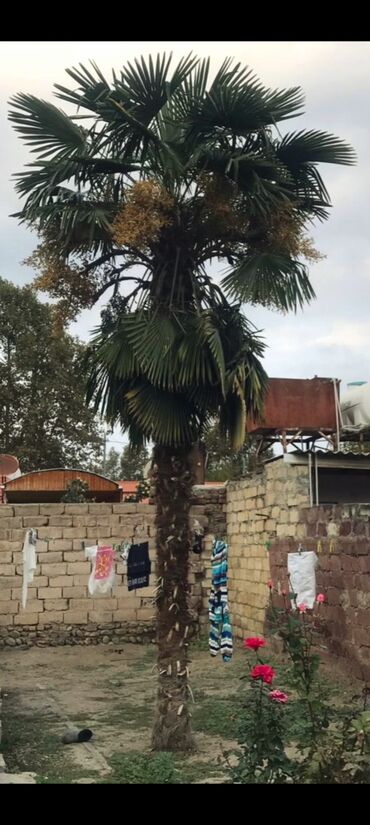 Seyflər: Satışda: həyət üçün dekorativ palma ağacı (Trachycarpus tipli, yelpik