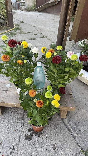 Комнатные и садовые растения в горшках - Антуриум (Anthurium) — 4