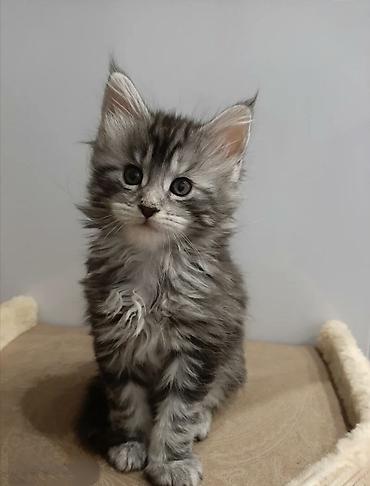 Үй жаныбарлары: Породистые котята мейн-кун, серебристый мрамор (silver tabby) — 1