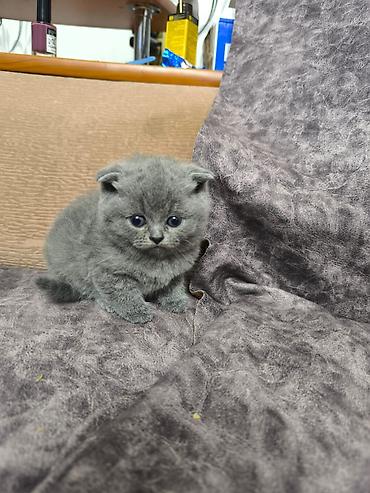 Кошки: Шотландская вислоухая — 1
