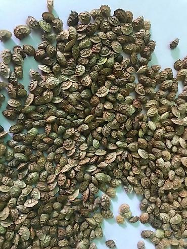 Другие виды семян и саженцев: Коп жылдык эспарцет уругу. Уроончулук чарба "Победитель" Ысыккол обл — 6