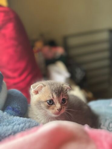 Pişiklər: Şotland yastı qulaq, Erkək, Dişi, Yaxşı əllərə, Ünvandan götürmə, Pulsuz çatdırılma, Ödənişli çatdırılma — 98