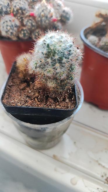 Другие комнатные растения: Распродажа!!!Комнатные растения за всё 2000 сом — 8