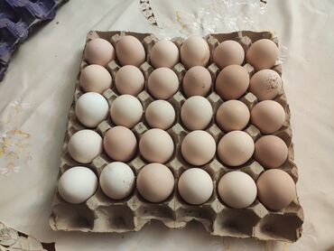 Digər quşlar: Avstralop yumurtaları İnqibator üçün. ideal çıxış verir. təmiz qandır -da lalafo.az — 4 Digər quşlar: Avstralop yumurtaları İnqibator üçün. ideal çıxış verir. təmiz qandır — 4