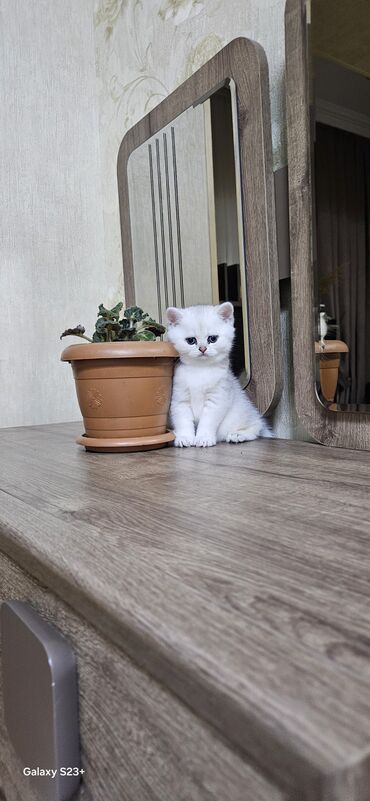 Pişiklər: Şinşilla, Erkək, Yaxşı əllərə, Ünvandan götürmə — 10