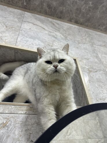 Pişiklər: Britan, Erkək, Cütləşmə üçün -da lalafo.az — 2 Pişiklər: Britan, Erkək, Cütləşmə üçün — 2