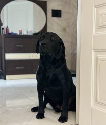 gencede heyvanlar: Labrador-retriver, 1 il, Erkek, Peyvəndli