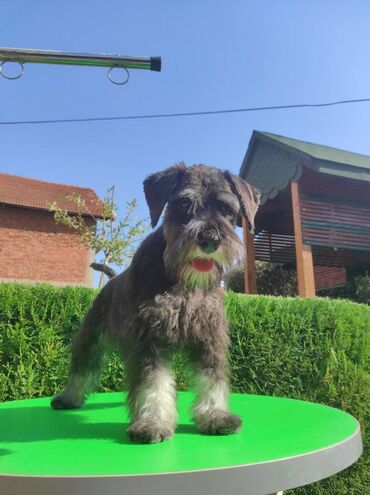 Psi: Patuljasti šnaucer Black & Silver štenci na prodaju. Ostenjeni — 1