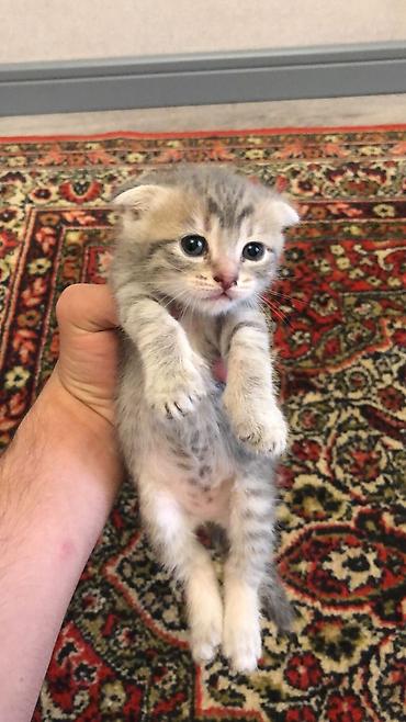 Pişiklər: Balaca pişik balaları - Cins: boz və tünd zolaqlı (tabby naxışlı) — 5