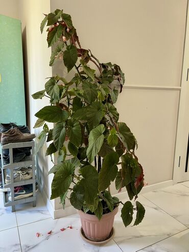 цветы тещин язык: Бегония высокая комнатная неприхотливая (Begonia corallina/ангельские