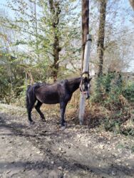 дом для собака: Продаю | Конь (самец) | Рабочий | Мерин