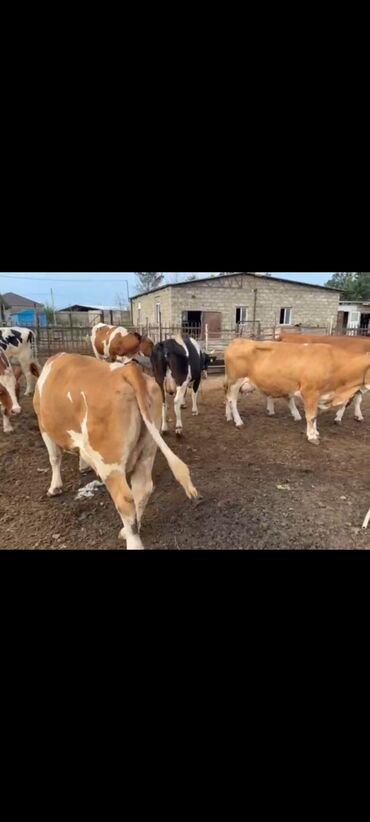 simmental inək satılır: Самка, Holsteyn, Simental, лет: 2, Для молока, Самовывоз