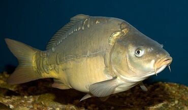 сколько стоит собака хаски щенок: Живая товарная рыба для зарыбления водоёмов: - Карп зеркальный