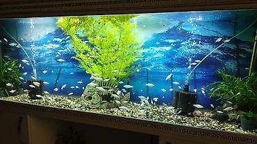 продажа аквариумных рыбок: Akvarium altlığıyla satılır. Uzunluğu 1m80 sm. Hündürlüyü 0.60sm.eni — 1