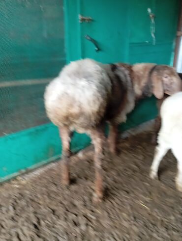 Бараны, овцы: Коза с козленком девочка и кочкор молодые