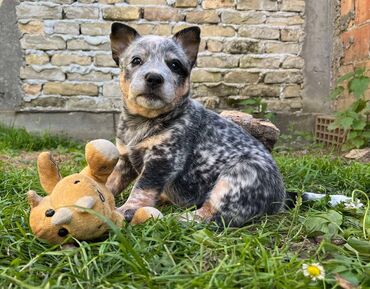 Psi: Na prodaju štenci (MUŽJAK I ŽENKA) Australijskog Govedara, jedne od na lalafo.rs — 6 Psi: Na prodaju štenci (MUŽJAK I ŽENKA) Australijskog Govedara, jedne od — 6
