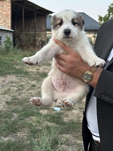 Продажа собак: Алабай, 1 месяц, Самец — 11