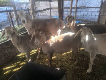 купить домик для кошки недорого: Продаю | Овца (самка) | Арашан