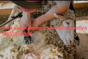охрана дома: Стрижка овец на выезде - Профессиональная машинная стрижка овец с