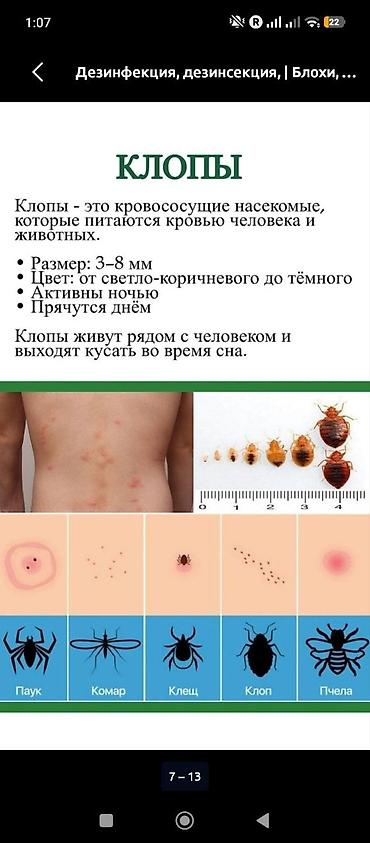 итальянский костюм: Дезинфекция, дезинсекция, | Тараканы, | Квартиры — 3