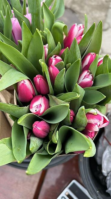 Букеты из живых цветов: Тюльпаны срезанные — букетные сборки. - Варианты окраски: насыщенный — 21