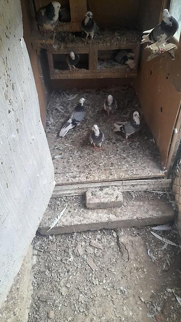 bulbul qusu satisi: Ag baş ag quyruq satılır cütü 100 manat. Ciddi alıcılar narahat etsin — 3