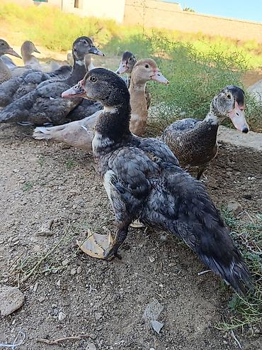 col ordek: Satılan məhsul ördək balalarıdır. Şəkillərdə bir neçə ədəd cavan ördək — 2