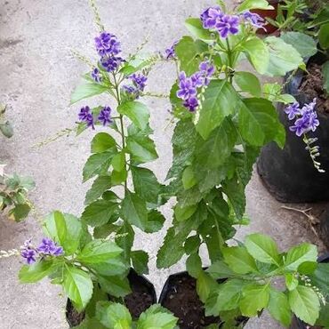 Информатика: Duranta erecta (safir-muncuq, golden dewdrop) dekorativ kol fidanları