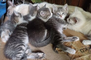 продам домик для кошки: 3 месяца, Мальчик, Метис