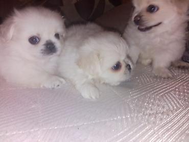 İtlər: Pekines — 12